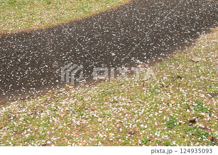 地面に落ちた桜の花びら 124935093