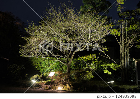神奈川県横浜三渓園柳津高桑星桜 124935098