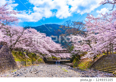 京都 七谷川の桜並木 124935105
