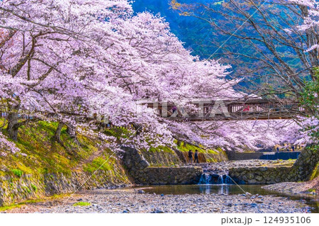 京都 七谷川の桜並木 京都 七谷川の桜並木 124935106