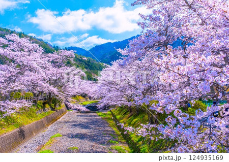 京都 七谷川の桜並木 京都 七谷川の桜並木 124935169