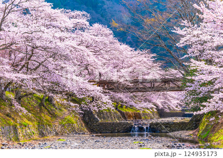 京都 七谷川の桜並木 京都 七谷川の桜並木 124935173