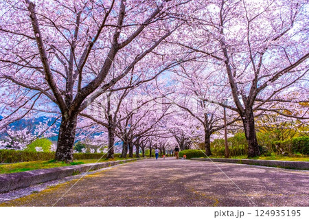 京都 和らぎの道の桜並木 京都 和らぎの道の桜並木 124935195