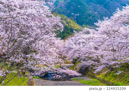 京都 七谷川の桜並木 124935209
