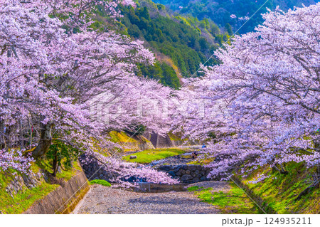 京都 七谷川の桜並木 京都 七谷川の桜並木 124935211
