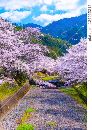 京都 七谷川の桜並木 京都 七谷川の桜並木 124935212