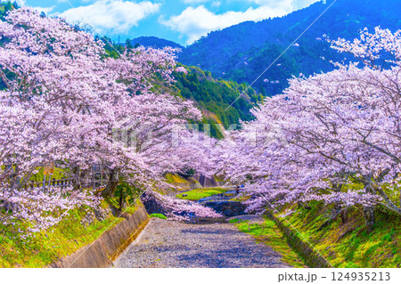 京都 七谷川の桜並木 124935213