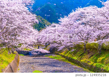 京都 七谷川の桜並木 京都 七谷川の桜並木 124935216