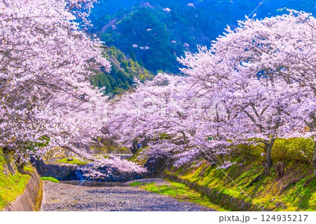 京都 七谷川の桜並木 京都 七谷川の桜並木 124935217
