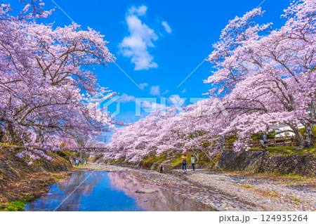 京都 七谷川の桜並木 124935264