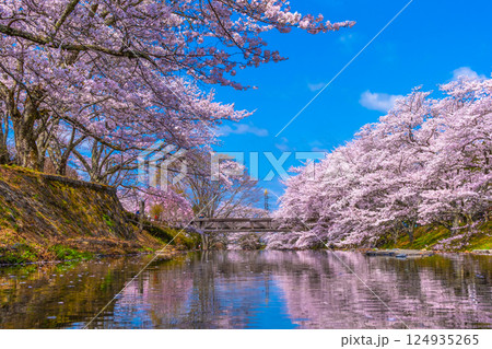 京都 七谷川の桜並木 124935265