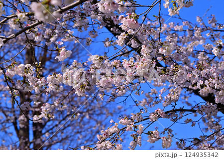 青空バックに満開の桜　城山公園　桶川市 124935342