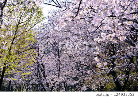 満開 城山公園の桜 桶川市 満開 城山公園の桜 桶川市 124935352