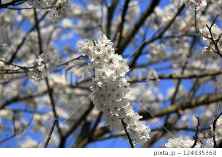 桜の花と青空を見上げる 桜の花と青空を見上げる 124935368