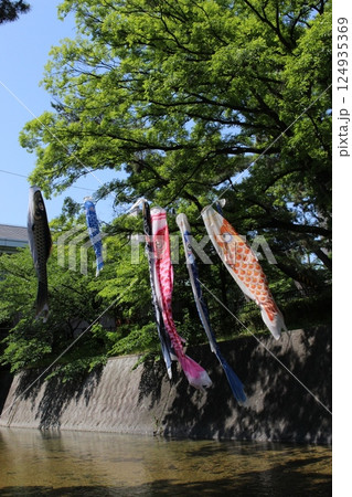 鯉のぼり 皐月 西宮夙川の鯉 鯉のぼり 皐月 西宮夙川の鯉 124935369