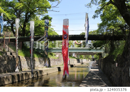 鯉のぼり 皐月 西宮夙川の鯉 鯉のぼり 皐月 西宮夙川の鯉 124935376