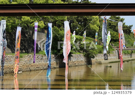 鯉のぼり　皐月　西宮夙川の鯉 124935379
