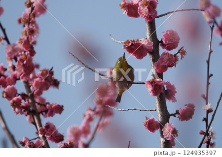 梅の花の蜜を吸うメジロ 梅の花の蜜を吸うメジロ 124935397