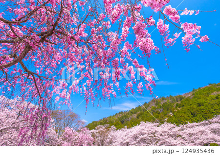 京都 七谷川の桜並木 124935436