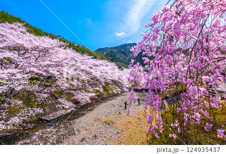 京都 七谷川の桜並木 124935437