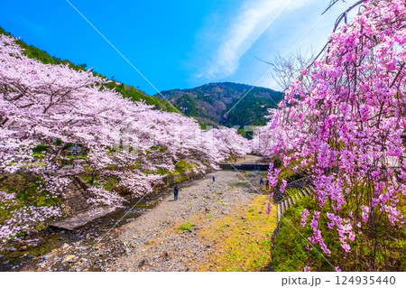 京都 七谷川の桜並木 京都 七谷川の桜並木 124935440