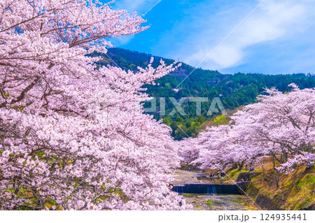京都 七谷川の桜並木 京都 七谷川の桜並木 124935441