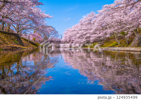 京都 七谷川の桜並木 124935499