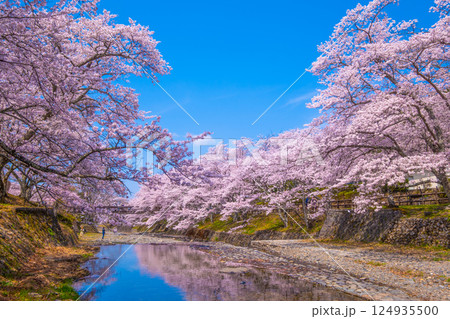 京都 七谷川の桜並木 京都 七谷川の桜並木 124935500