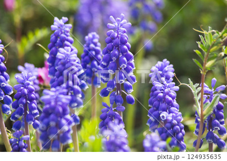 紫のムスカリ　春の柔らかい光に包まれた幻想的な花 124935635