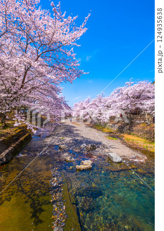 京都 七谷川の桜並木 124935638