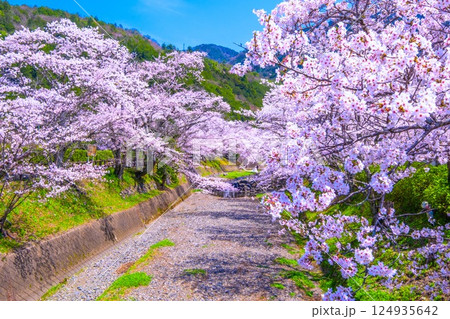 京都 七谷川の桜並木 京都 七谷川の桜並木 124935642