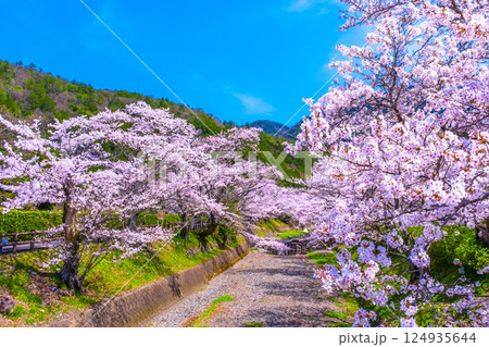 京都 七谷川の桜並木 124935644