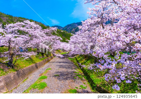 京都 七谷川の桜並木 京都 七谷川の桜並木 124935645
