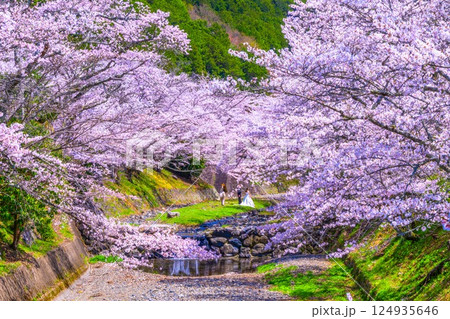 京都 七谷川の桜並木 124935646