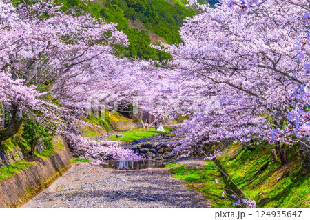 京都 七谷川の桜並木 124935647