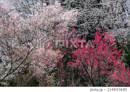 サクラと花桃 サクラと花桃 124935690