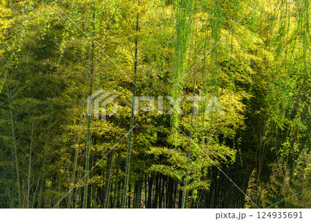竹林と柳 124935691