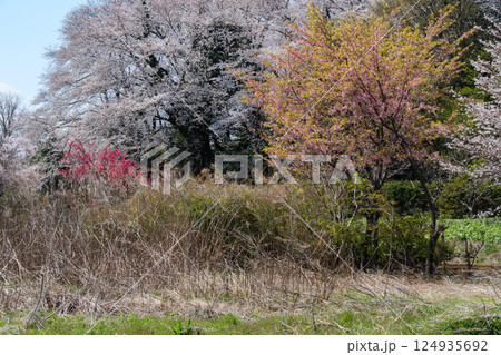 桜の森 桜の森 124935692