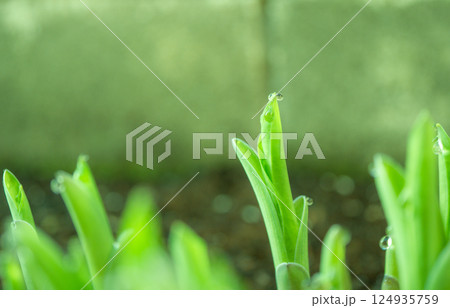 朝露に濡れるギボウシの新芽【春】 124935759