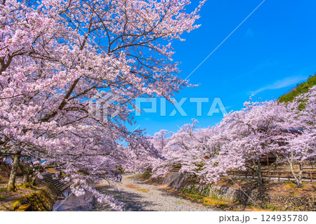 京都 七谷川の桜並木 京都 七谷川の桜並木 124935780