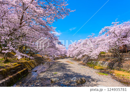 京都 七谷川の桜並木 124935781