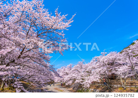 京都 七谷川の桜並木 京都 七谷川の桜並木 124935782