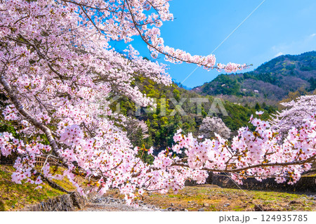 京都 七谷川の桜並木 京都 七谷川の桜並木 124935785