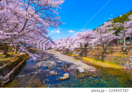 京都 七谷川の桜並木 124935787