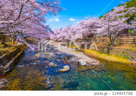 京都 七谷川の桜並木 京都 七谷川の桜並木 124935788