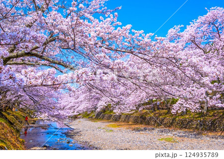 京都 七谷川の桜並木 京都 七谷川の桜並木 124935789