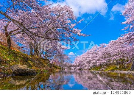 京都 七谷川の桜並木 京都 七谷川の桜並木 124935869