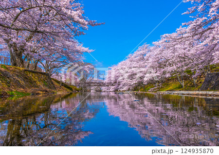 京都 七谷川の桜並木 京都 七谷川の桜並木 124935870