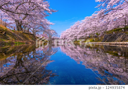 京都 七谷川の桜並木 124935874