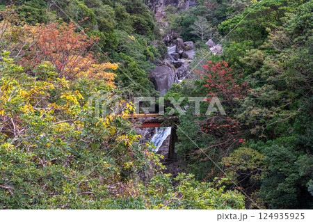 遅い紅葉　瀬切川流域　世界自然遺産屋久島(冬 124935925